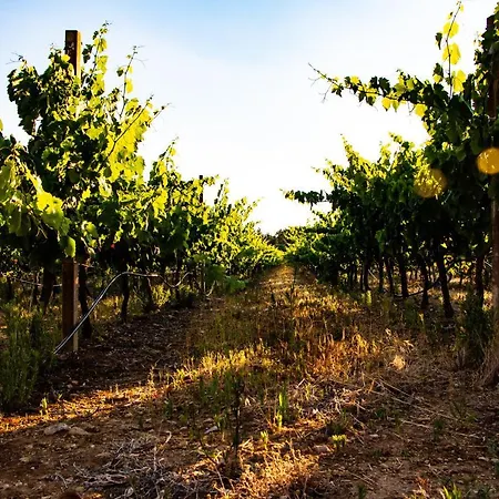 The Vineyards Отель типа 