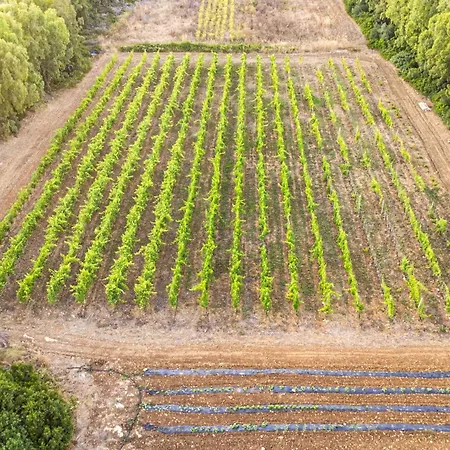 The Vineyards 2* Альгеро